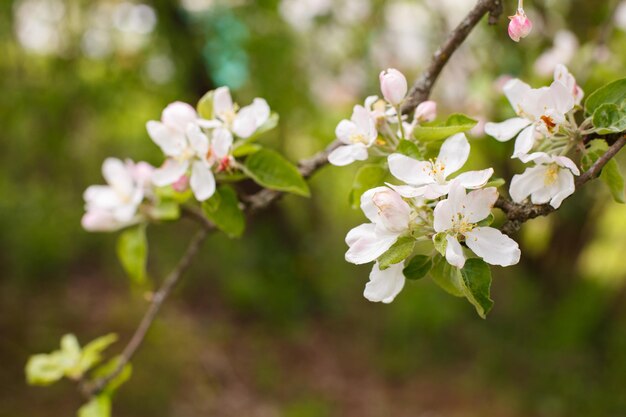 満開の花木の木のリンゴの枝