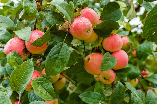 Photo apple on branch in soft-focus in the background. apple tree. apple with rain drops.