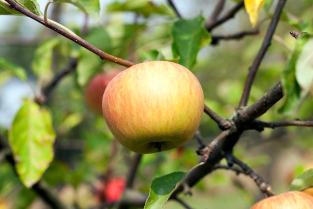 Apple on a branch