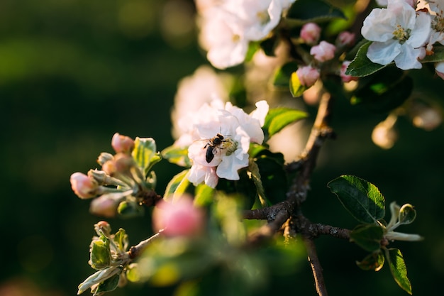 Фото Почки яблони распускаются в весеннем саду