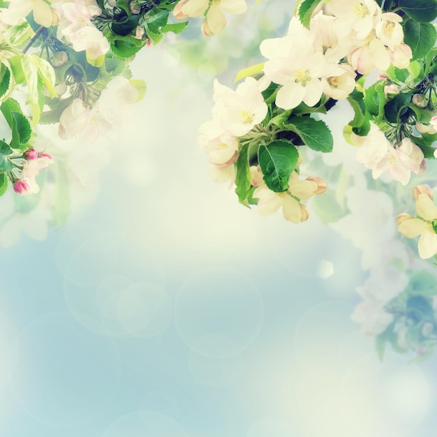 Apple floral background