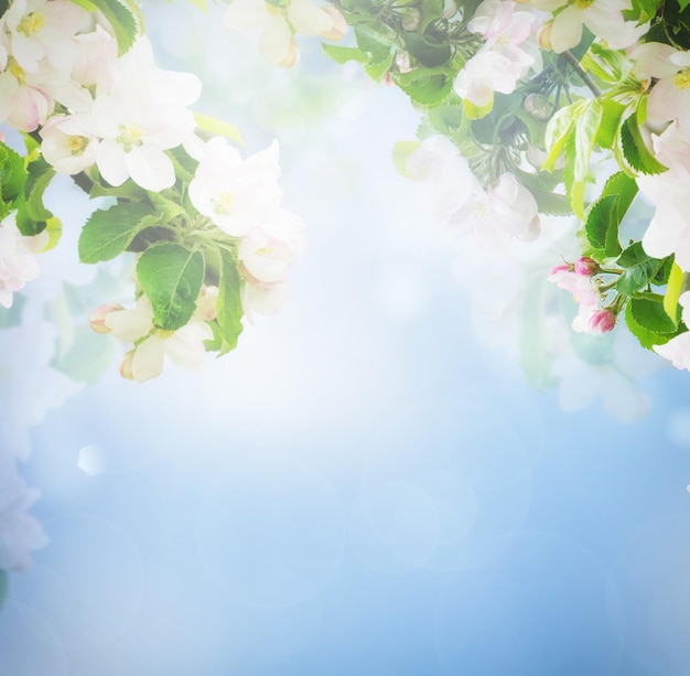 Apple floral background