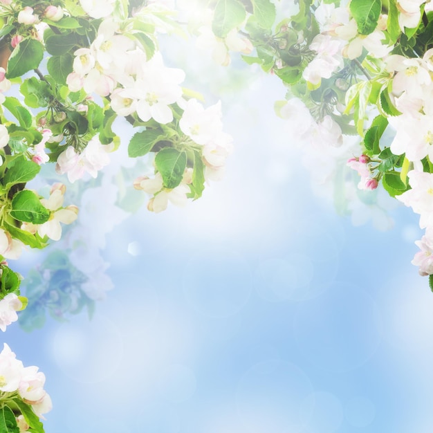 Apple floral background
