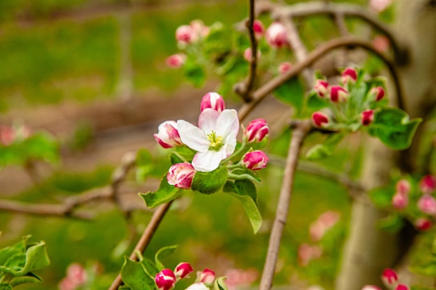 Apple flower blooming In orchard