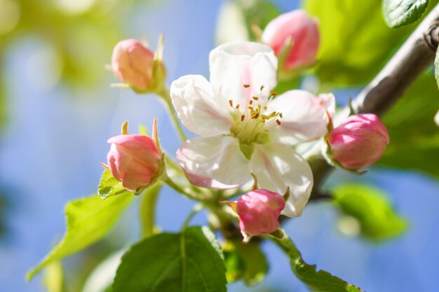 Apple flower blossoms