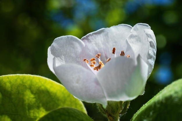 Яблочный цветок крупным планом с размытым фоном