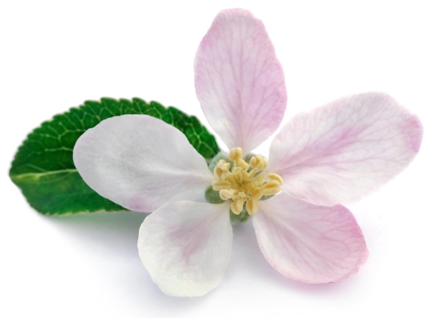 Apple flower over white background