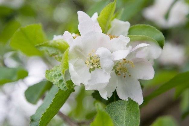 リンゴの花が自然に咲く