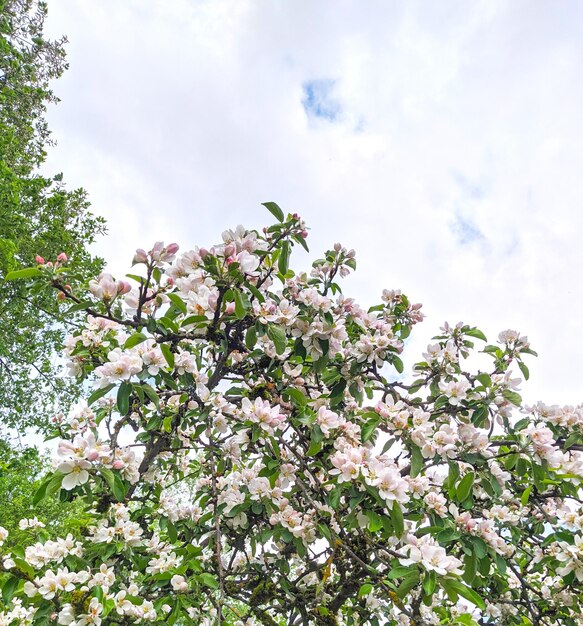 空、枝を持つ木にリンゴの花が咲く