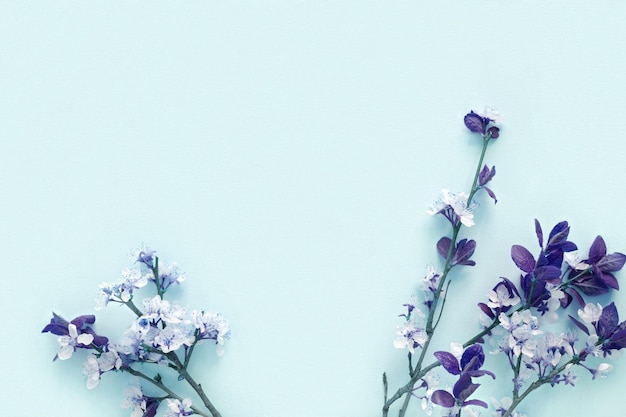 Apple flowers on blue paper background Pastel colors Flat lay top view Spring flowers blue leaves