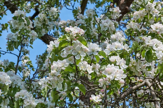 Apple flowers on a blue sky background Apple tree blossoms in the garden