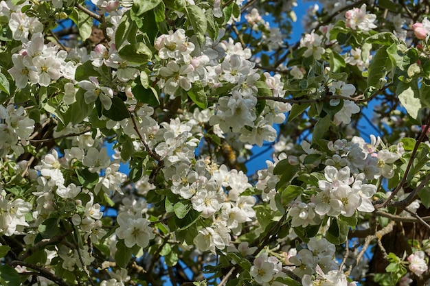 Apple flowers on a blue sky background Apple tree blossoms in the garden