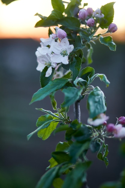 リンゴの花の夕日の背景垂直ビュー