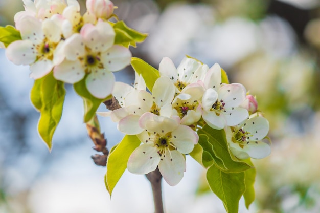 白とバラの花びらを持つリンゴの花青い空とぼやけた背景の花4月22日のアースデイの新生活の写真