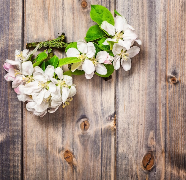 Apple flowers