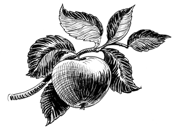 Apple fruit on tree branch Ink black and white drawing