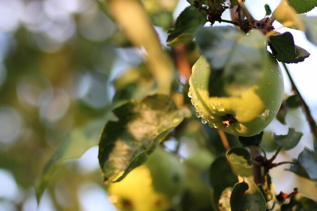 木の枝の雨滴にリンゴの果実