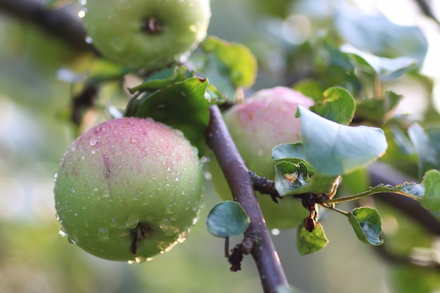 Frutto di mela sul ramo di un albero goccia di pioggia