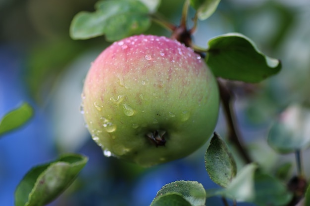 Apple fruit on tree branch rain drop