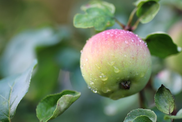 Яблочные плоды на ветке дерева капли дождя