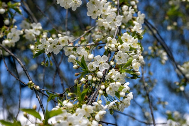 Apple fruit trees blooming in the spring season