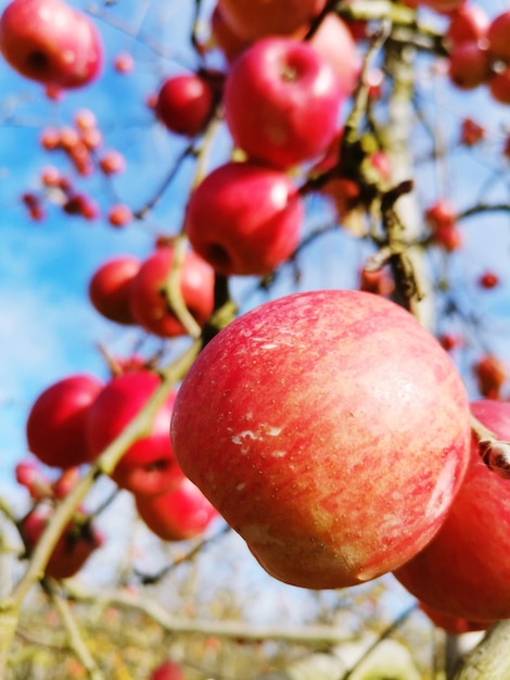 Foto frutta di mela