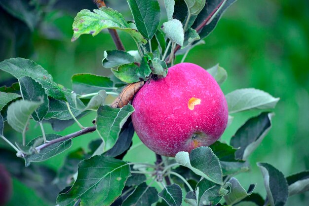 apple fruit