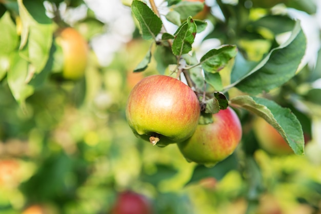 Apple fruits growing on a apple tree branch in orchard