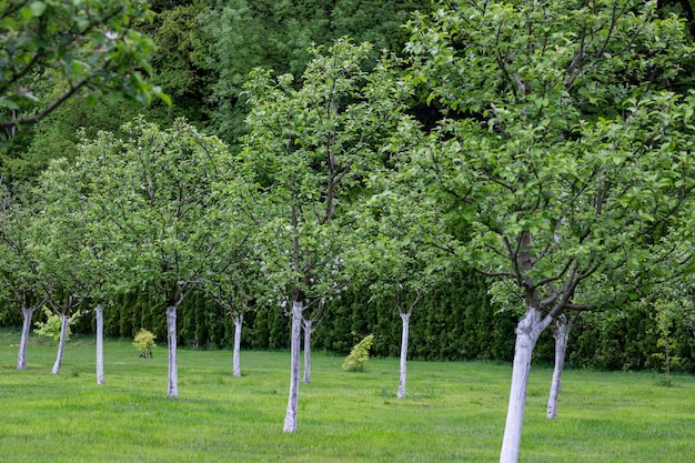 Apple garden blossom on tree Flowering orchard in spring time Seasonal background