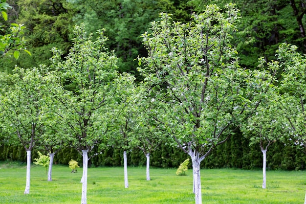 Apple garden blossom on tree Flowering orchard in spring time Seasonal background