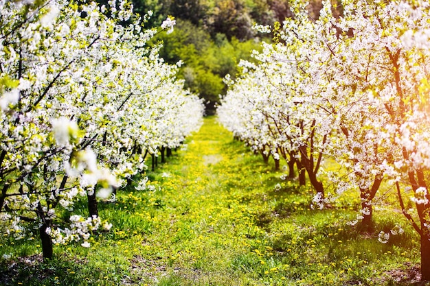 Foto fiore di giardino di mele sull'albero primaverile