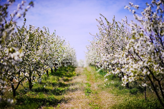 Apple garden blossom on tree spring time