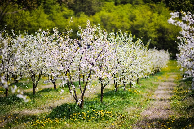 Foto fiore di giardino di mele sull'albero primaverile