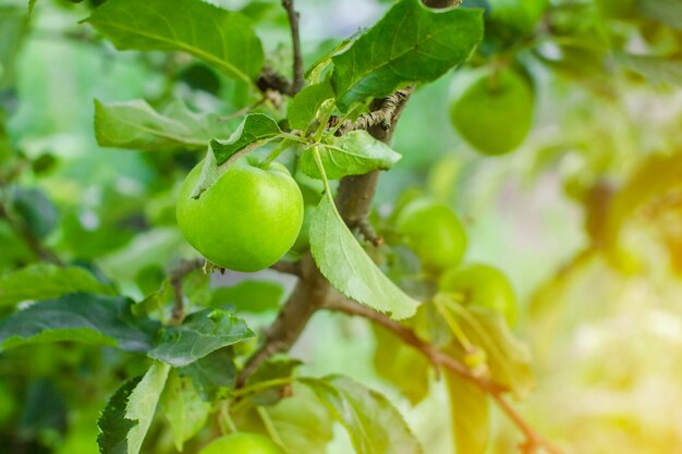 Apple garden on a sunny summer day