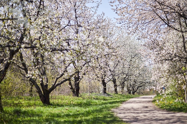 꽃 사과나무가 있는 사과 정원 아름다운 시골 봄 풍경