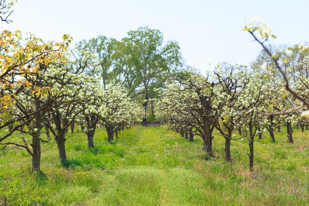 Apple garden with blossoming trees