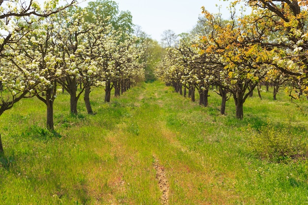 Apple garden with blossoming trees