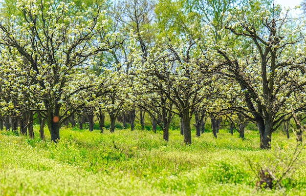 Photo apple garden with blossoming trees