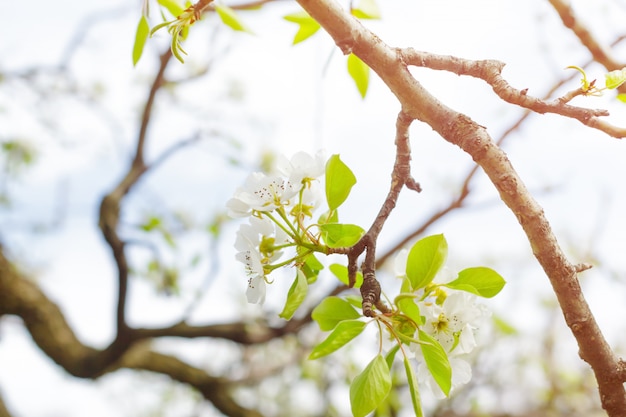 Foto giardino delle mele con alberi in fiore