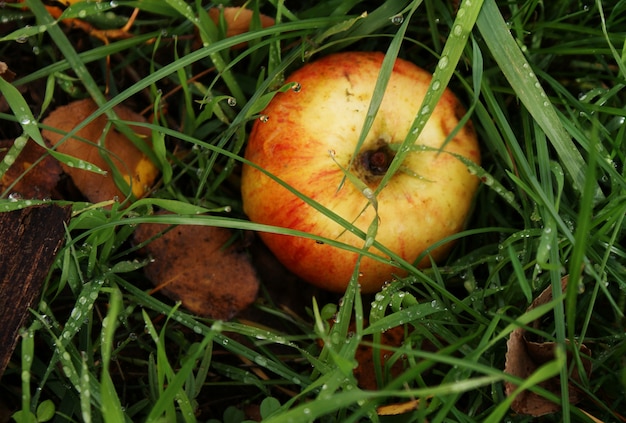 Apple on the ground in the rain