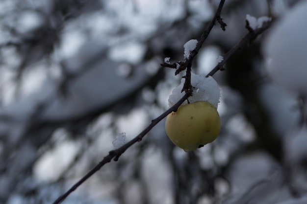Apple growing on a branch in the winter garden