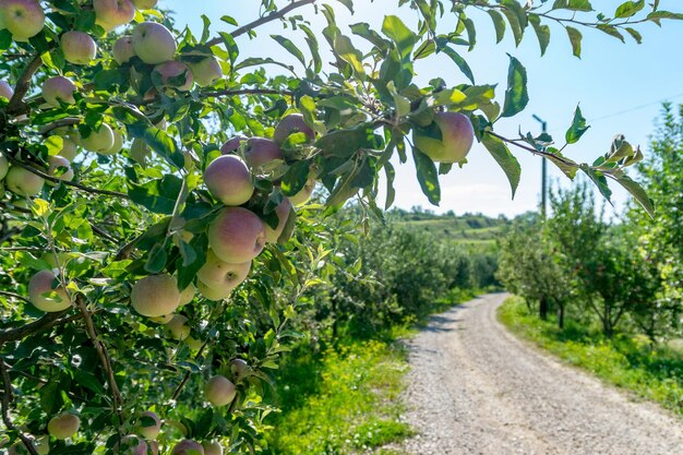 Foto mele che crescono sull'albero lungo la strada