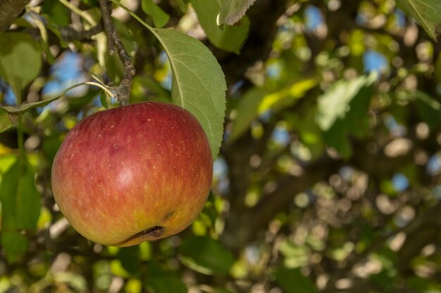 Apple hanging on the tree with flash.