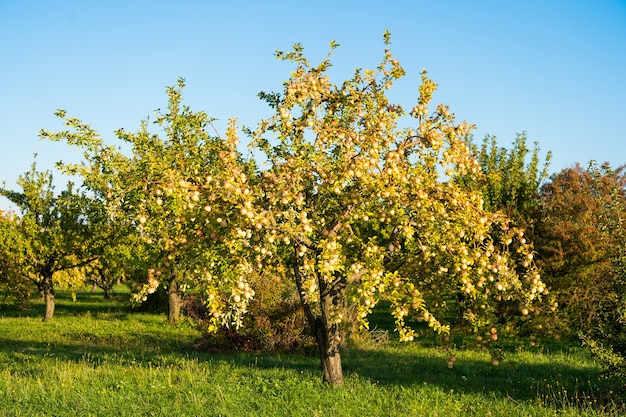 Apple harvest concept. Apple garden nature background sunny autumn day. Gardening and harvesting. Fall apple crops organic natural fruits. Apple tree with ripe fruits on branches.