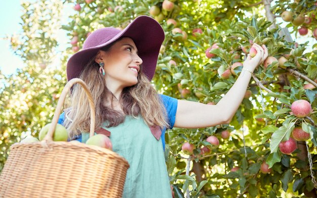 Apple harvest fruit farm and happy woman with agriculture food produce and healthy farming Sustainability nutrition and green lifestyle of a person on a summer day enjoying organic fruits outdoor