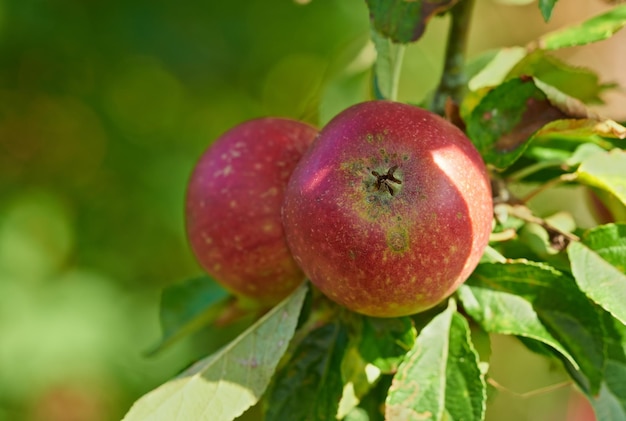 Apple harvest nature and fruit in nature outdoor on countryside with farming plant produce Fruits red apples and green leaf on a tree outside on a farm for agriculture and sustainable production