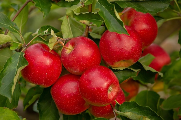 モルドバ共和国の果樹園から収穫されるリンゴの収穫..