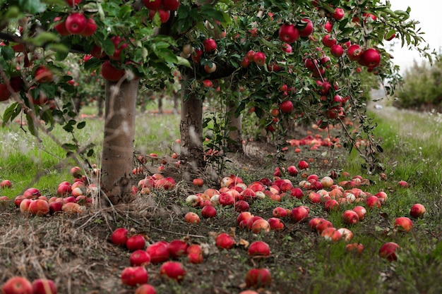 モルドバ共和国の果樹園から収穫されるリンゴの収穫..