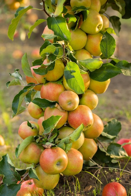 Apple harvest ready to be picked from the orchard in the Republic of Moldova..