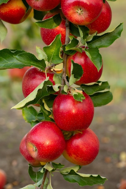 Apple harvest ready to be picked from the orchard in the Republic of Moldova..